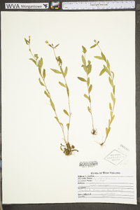 Oenothera perennis image