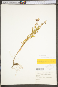 Oenothera perennis image
