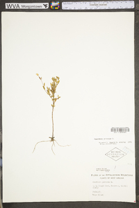 Oenothera perennis image