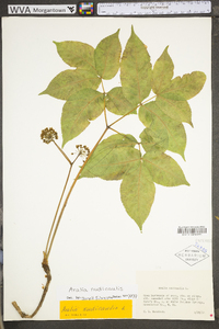 Aralia nudicaulis image