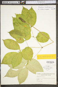 Aralia nudicaulis image