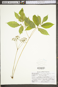 Aralia nudicaulis image