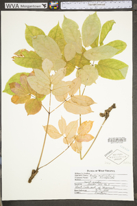 Aralia nudicaulis image