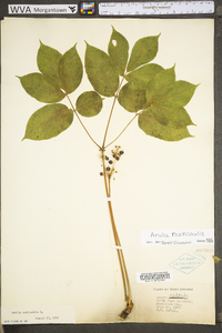 Aralia nudicaulis image