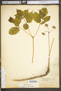 Aralia nudicaulis image