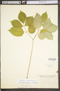 Aralia nudicaulis image