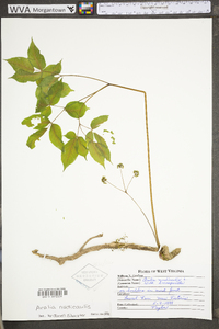 Aralia nudicaulis image