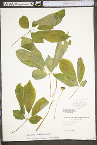 Aralia nudicaulis image