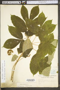 Aralia nudicaulis image