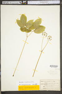 Aralia nudicaulis image