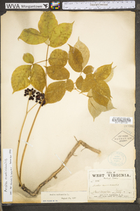 Aralia nudicaulis image