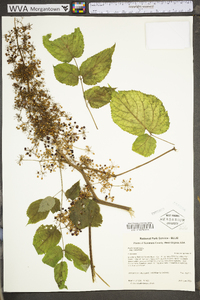 Aralia racemosa image