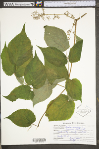 Aralia racemosa subsp. racemosa image