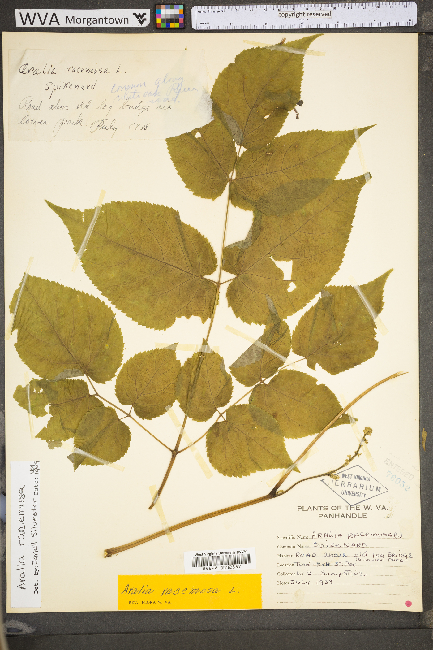 Aralia racemosa subsp. racemosa image