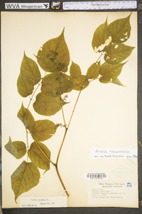 Aralia racemosa subsp. racemosa image