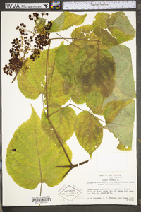 Aralia racemosa image