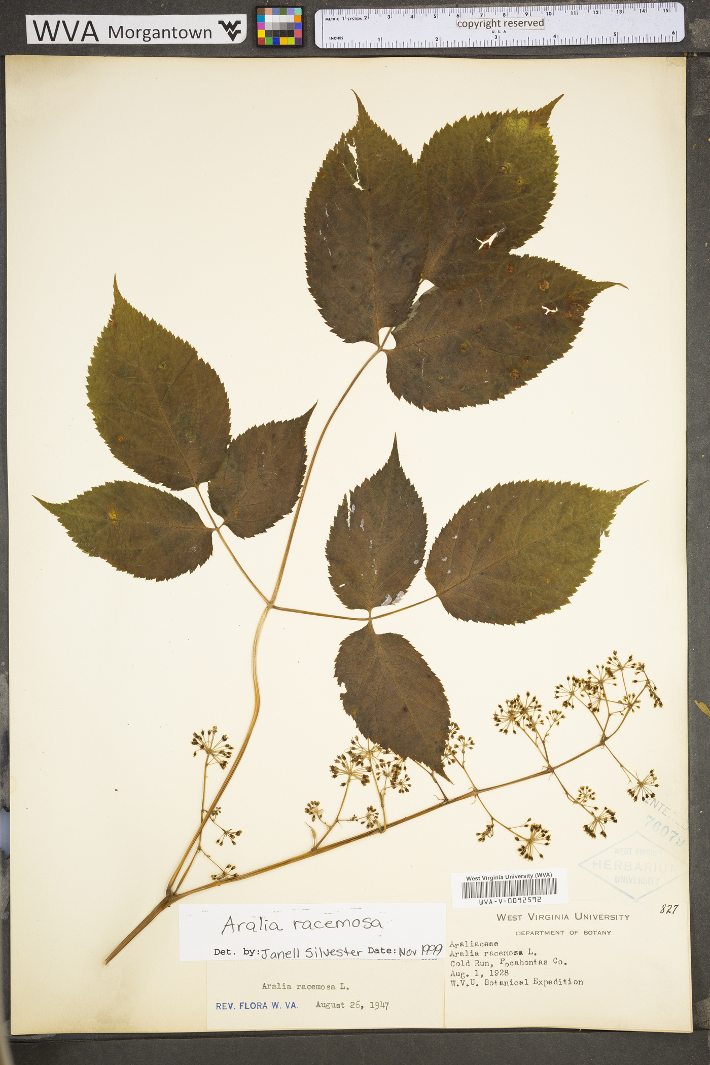 Aralia racemosa subsp. racemosa image