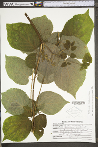 Aralia racemosa image