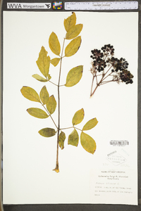 Aralia spinosa image