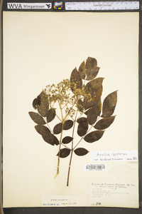 Aralia spinosa image