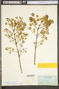 Aralia spinosa image