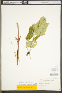 Aralia spinosa image