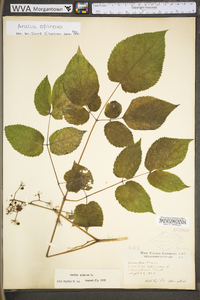 Aralia spinosa image