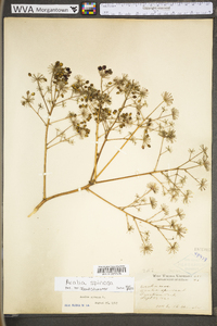 Aralia spinosa image