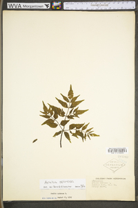 Aralia spinosa image