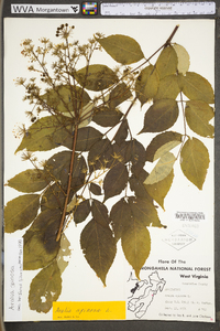 Aralia spinosa image