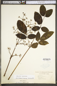 Aralia spinosa image