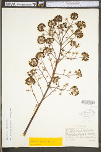 Aralia spinosa image