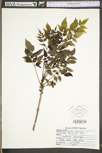 Aralia spinosa image