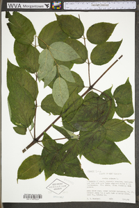 Aralia spinosa image