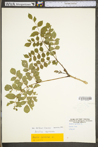 Aralia spinosa image