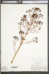 Aralia spinosa image