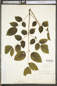 Aralia spinosa image