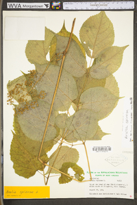 Aralia spinosa image