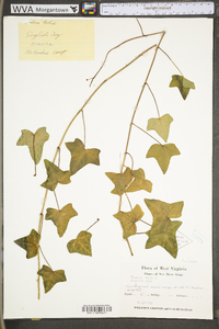 Hedera helix image