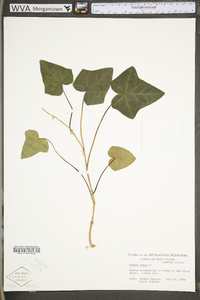 Hedera helix image