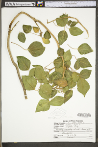 Hedera helix image