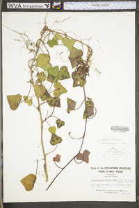 Hedera helix image