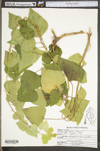 Hedera helix image