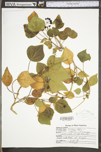 Hedera helix image