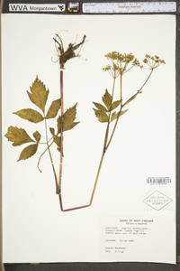 Angelica atropurpurea image