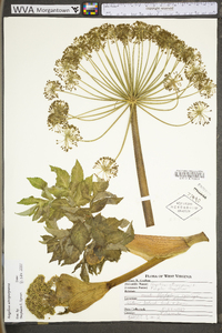 Angelica atropurpurea image