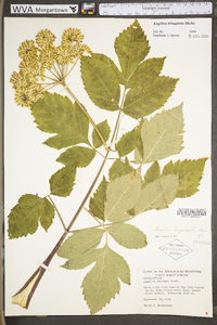 Angelica triquinata image