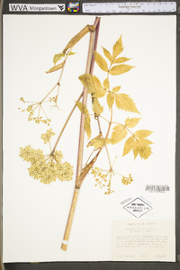 Angelica triquinata image