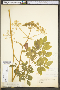 Angelica venenosa image