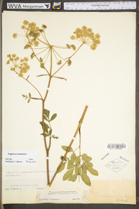 Angelica venenosa image